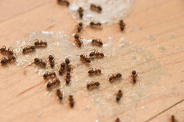 Best Exterminator Services  in Ambler, PA